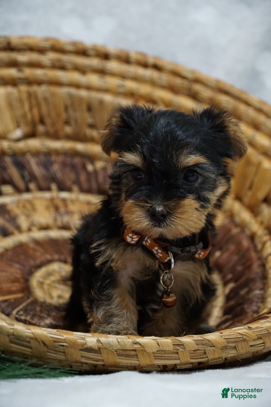 Yorkshire Terrier dogs for sale: Daisy - Ad 1