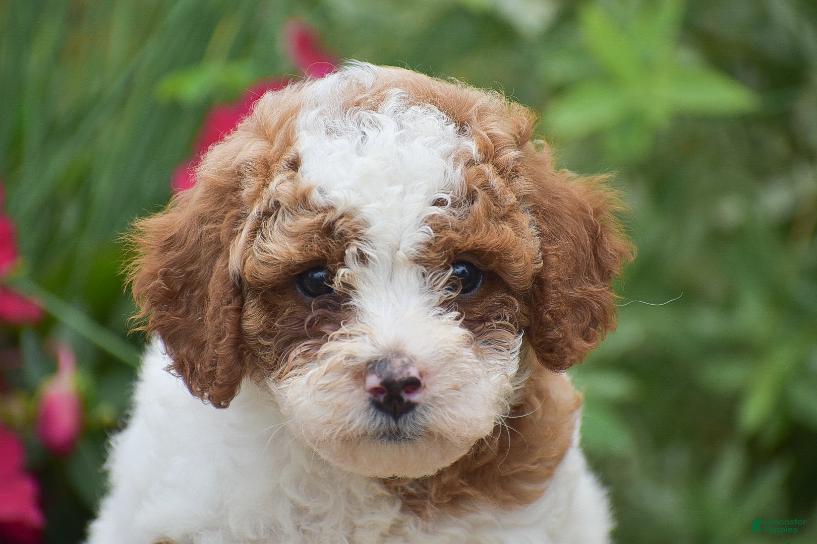 Miniature Poodle dogs Lola - Ad 1