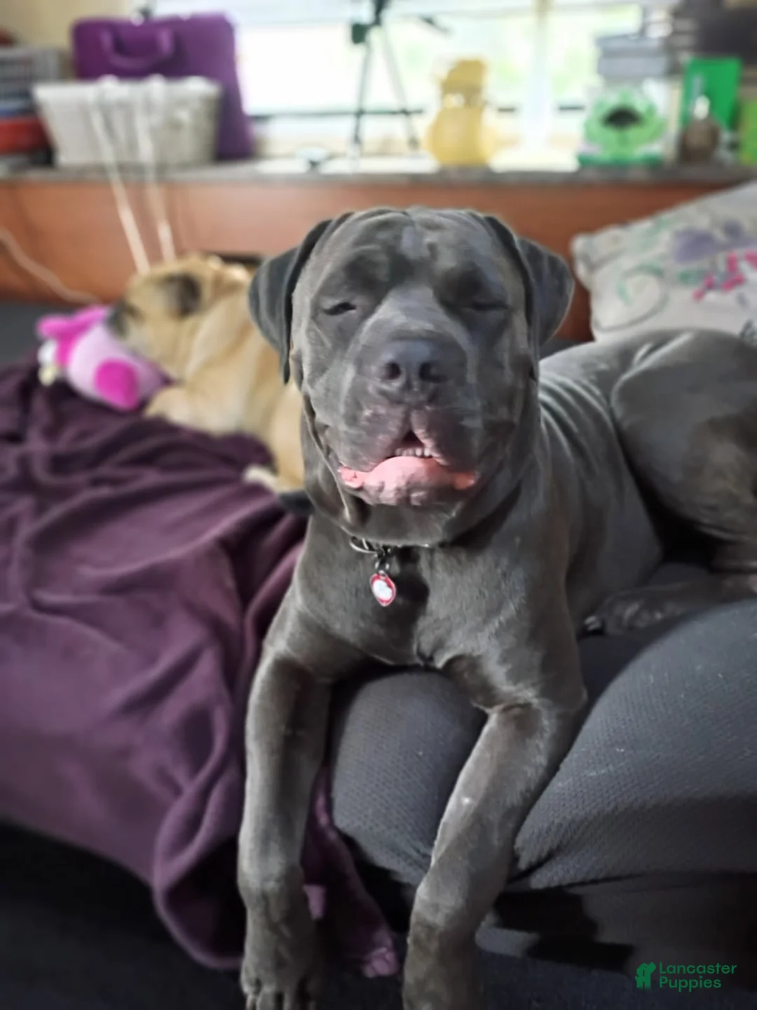 Cane Corso dogs for sale: Harley - Ad 6