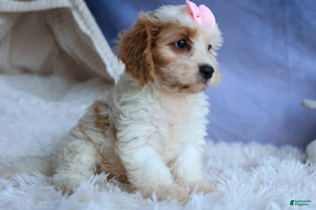 Cavachon dogs for sale: RACHEL - Ad 1
