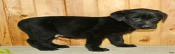 Labrador Retriever dogs for sale: Theo - Ad 7
