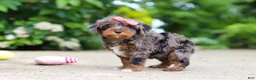 Cavapoo dogs for sale: Kylie - Ad 3