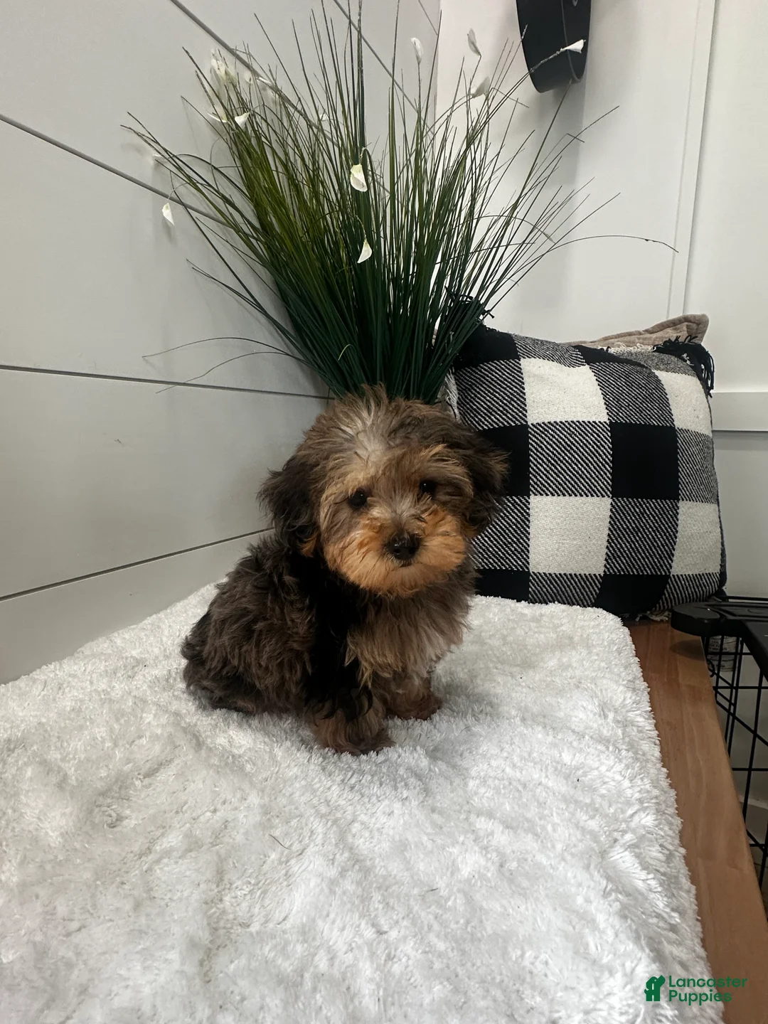 Yorkiepoo dogs for sale: Bandit - Ad 13