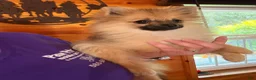 Pomeranian dogs for sale: Anne  - Ad 2