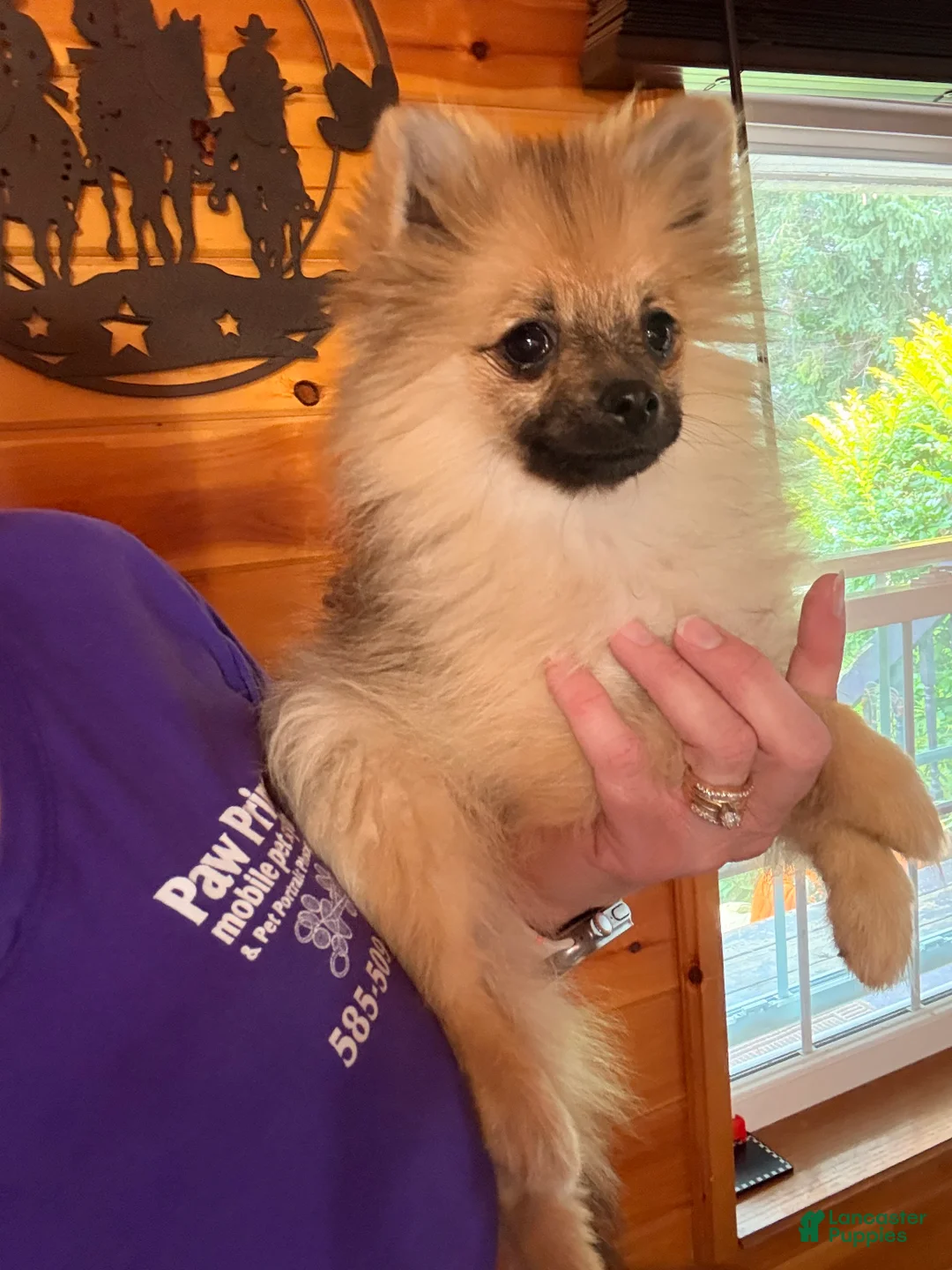 Pomeranian dogs for sale: Anne  - Ad 2