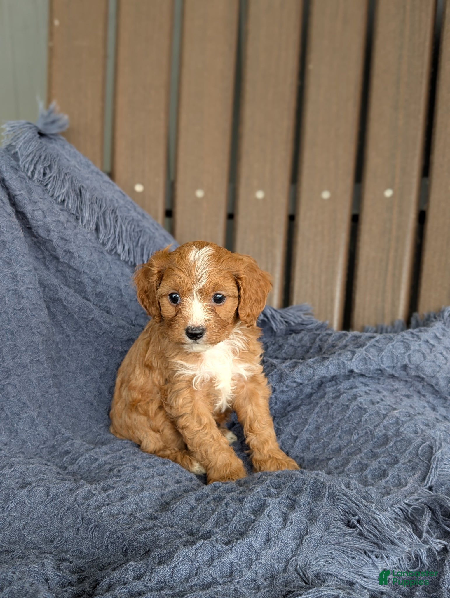 Cavapoo dogs Penelope  - Ad 1