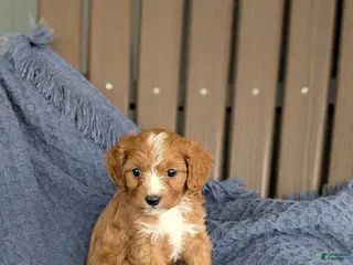 Cavapoo dogs for sale: Penelope - Ad 4