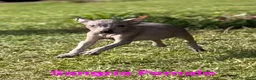 Xoloitzcuintle dogs for sale: Xoloitzcuintle Male Mini  - Ad 9