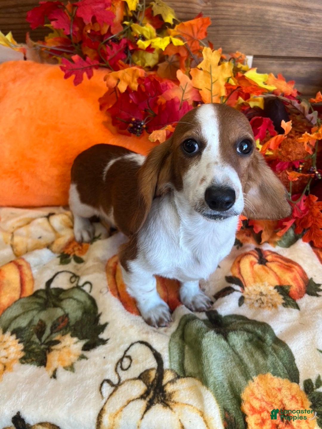 Dachshund dogs for sale: Zinger - Ad 2