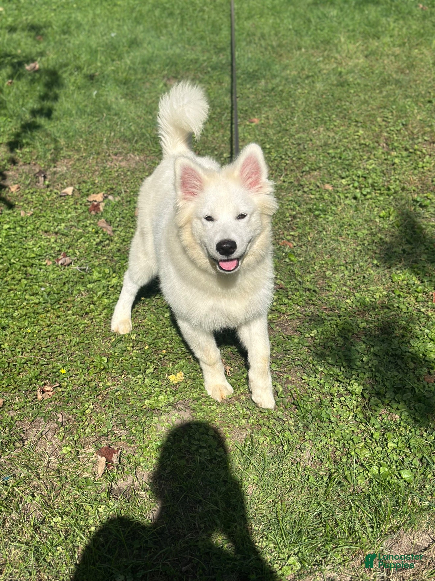Samoyed dogs Samoyed 1 - Ad 8