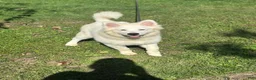 Samoyed dogs for sale: Samoyed 1 - Ad 1