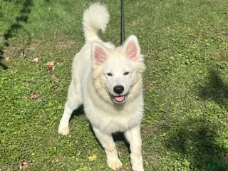 Samoyed dogs Samoyed 1 - Ad 8