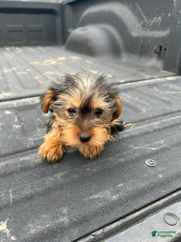 Yorkshire Terrier dogs Becca - Ad 7