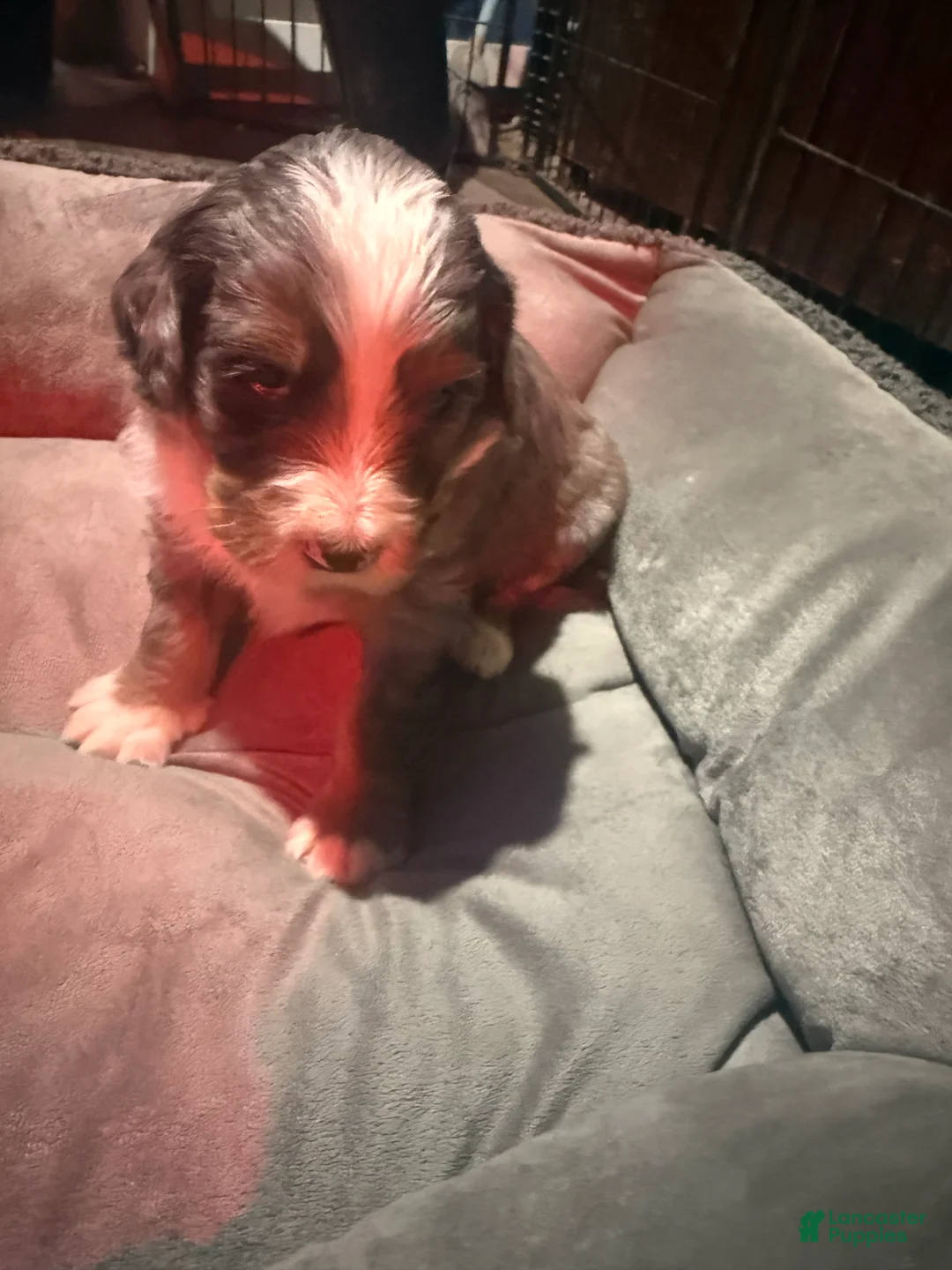 Mini Bernedoodle dogs for sale: Mini Bernedoodle Buz - Ad 1