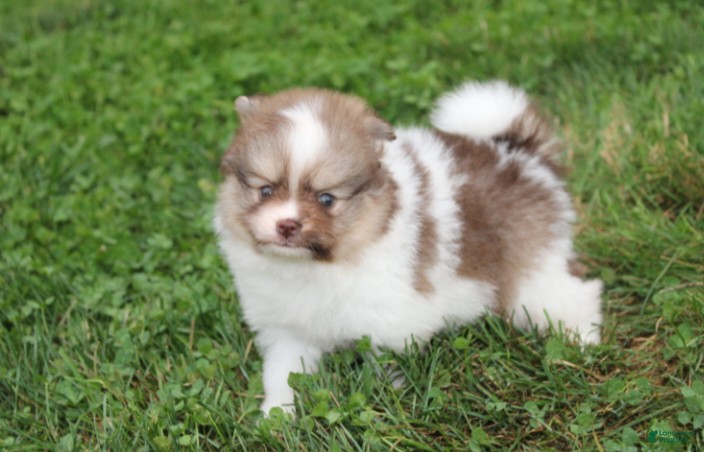 Pomeranian dogs Bentley  - Ad 2