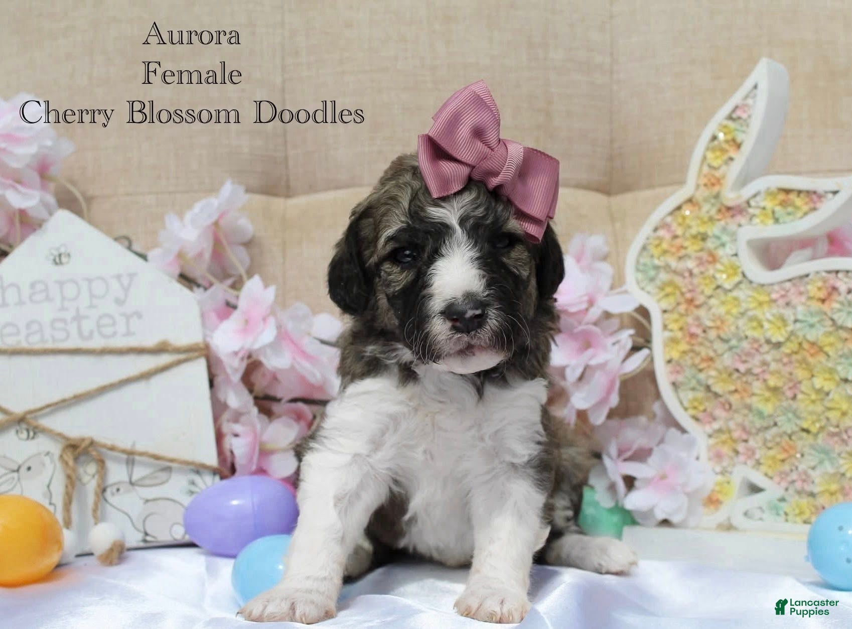 Bordoodle dogs Aurora - Ad 4