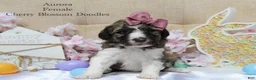 Bordoodle dogs for sale: Aurora - Ad 2