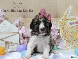 Bordoodle dogs Aurora - Ad 4