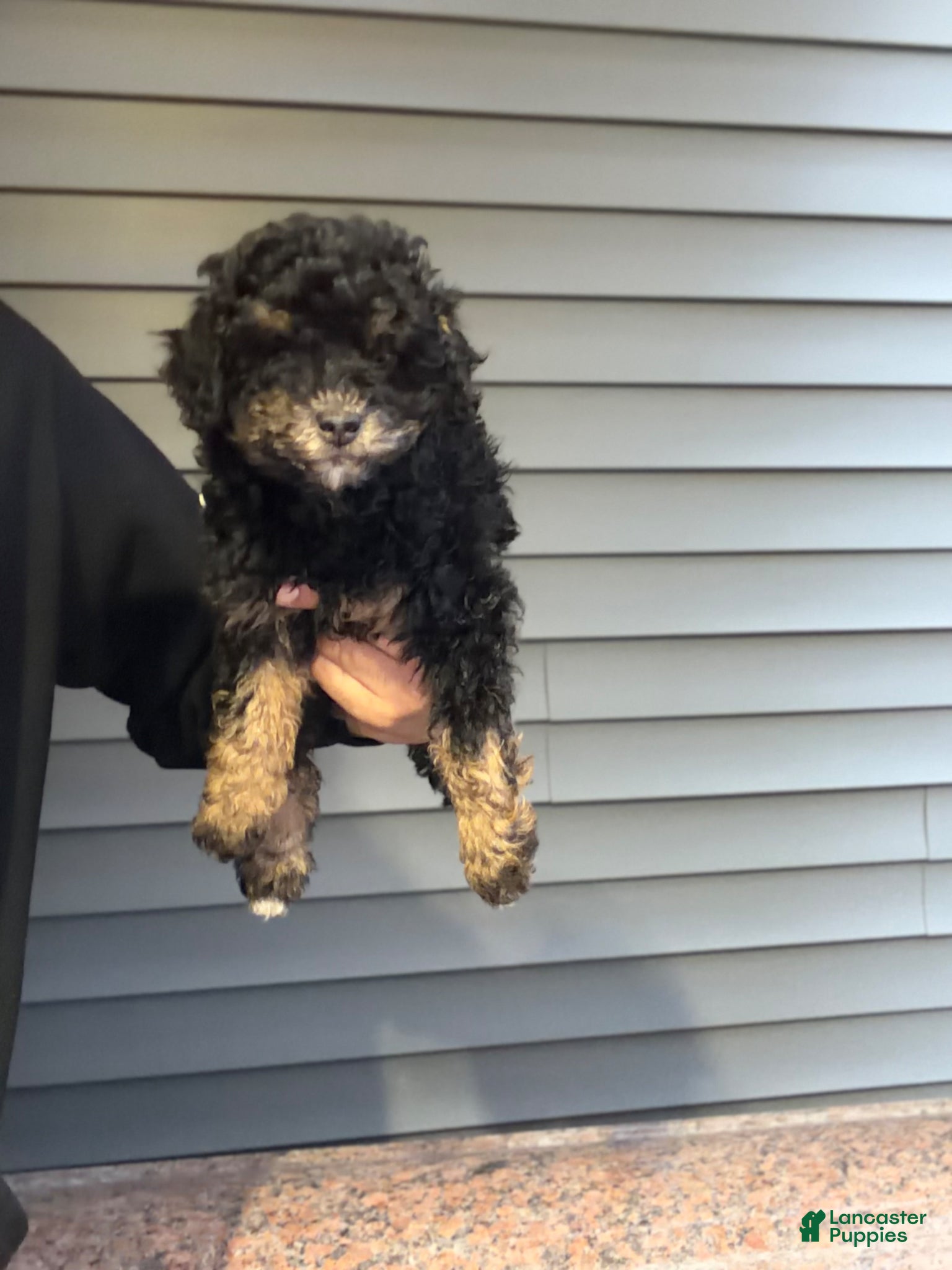 Miniature Poodle dogs Hannah  - Ad 1