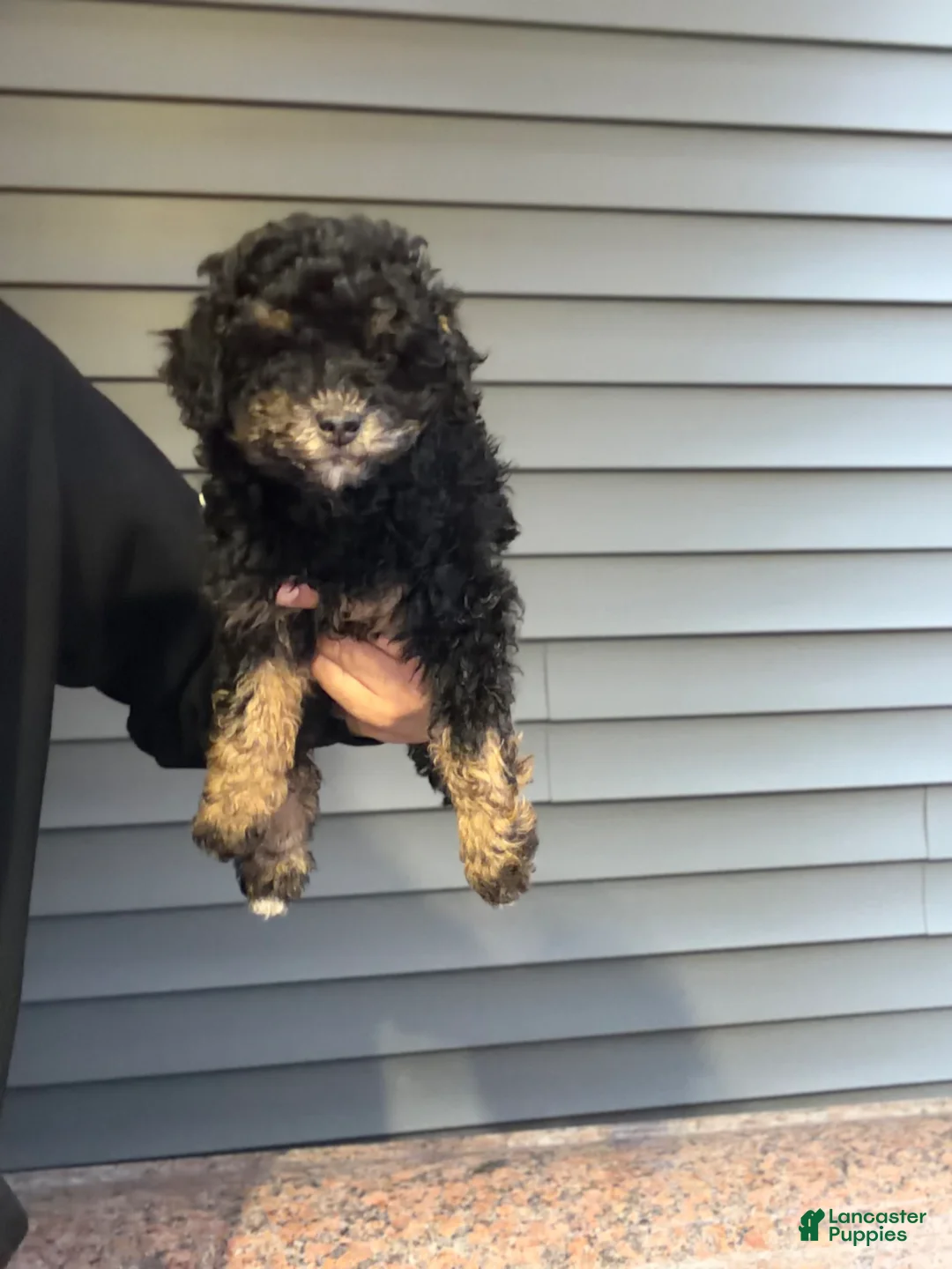 Miniature Poodle dogs for sale: Hannah  - Ad 1