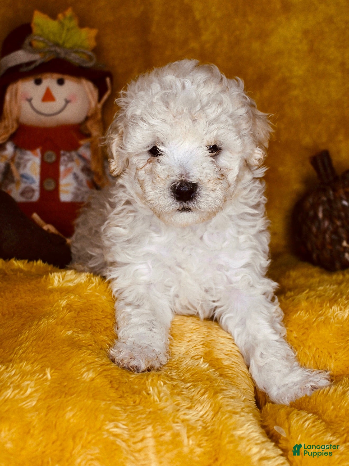 Mixed breed (Mixed breed, Male) in Locust Grove, GA
