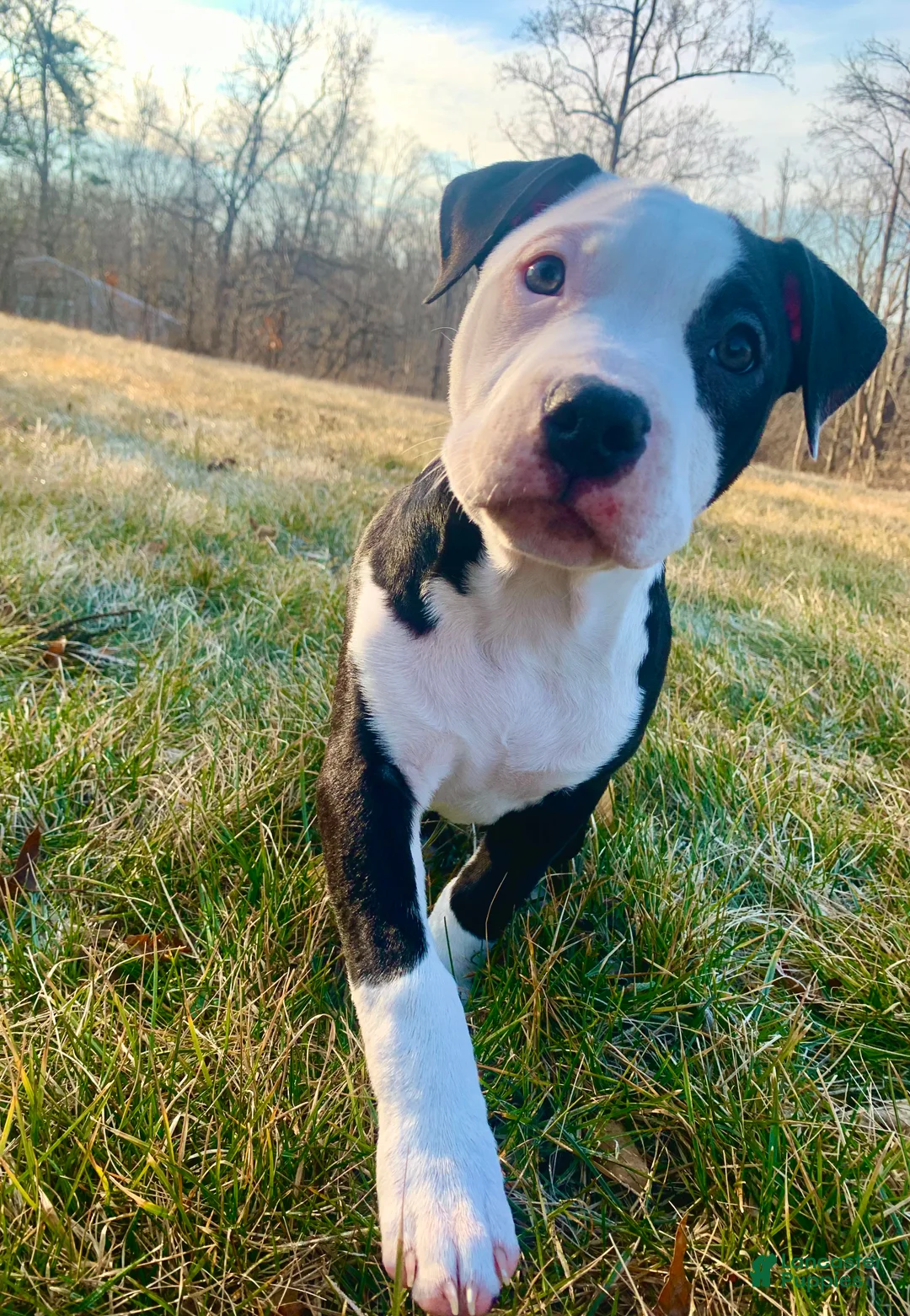 Mixed Breed dogs for sale: Nipper - Ad 2