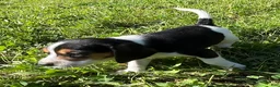 Beagle dogs for sale: Beagle 1 - Ad 1