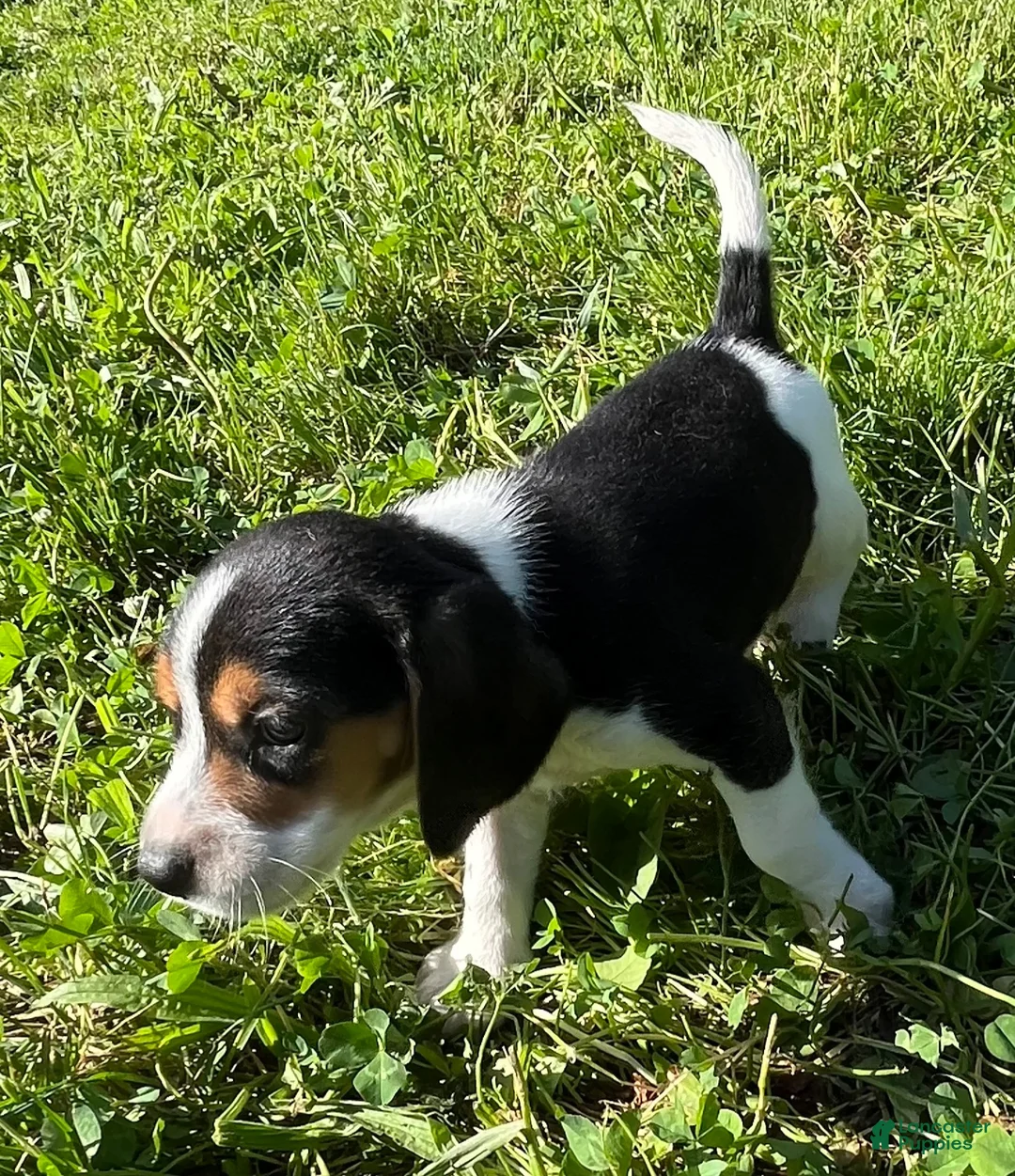 Beagle dogs for sale: Beagle 1 - Ad 1
