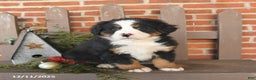 Bernese Mountain Dog dogs for sale: Buddy - Ad 1