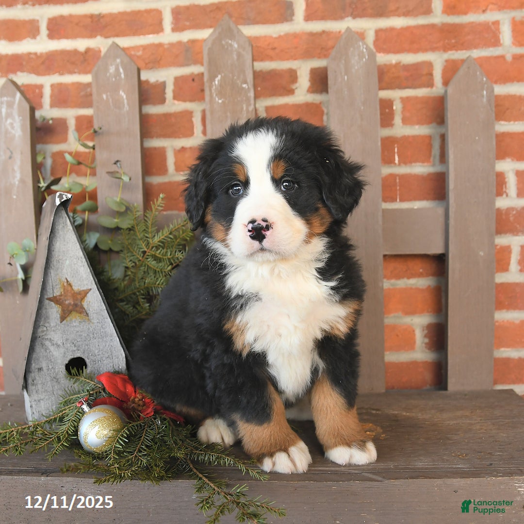 Bernese Mountain Dog dogs for sale: Buddy - Ad 1