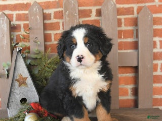 Bernese Mountain Dog dogs Buddy - Ad 24