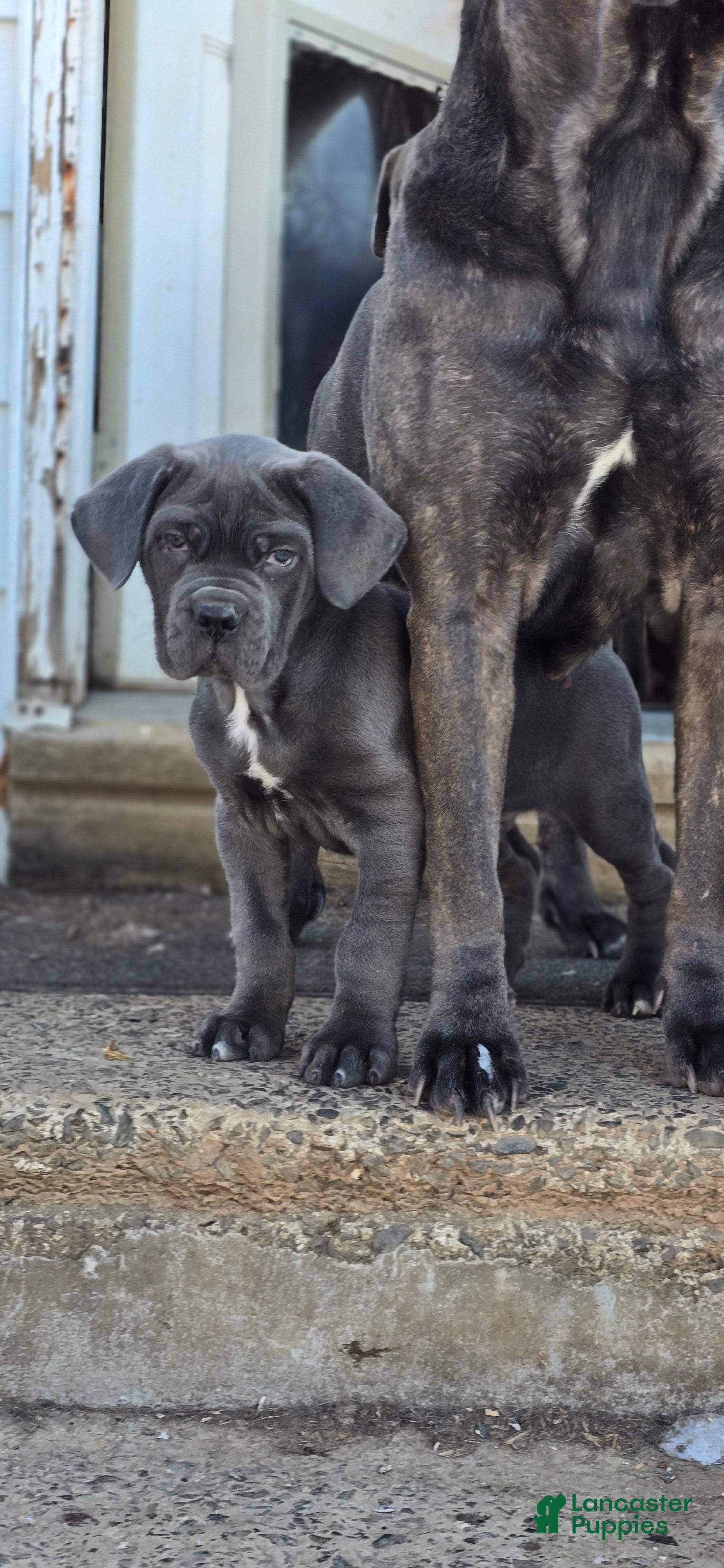 Cane Corso dogs Hercules - Ad 1