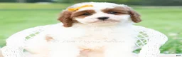 Cavapoo dogs for sale: Toby - Ad 5