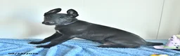 Belgian Malinois dogs for sale: Mooney - Ad 13