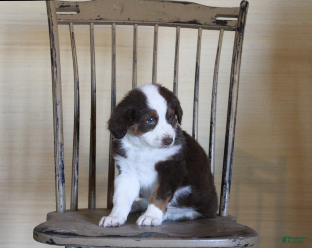 Australian Shepherd dogs Mocha - Ad 1