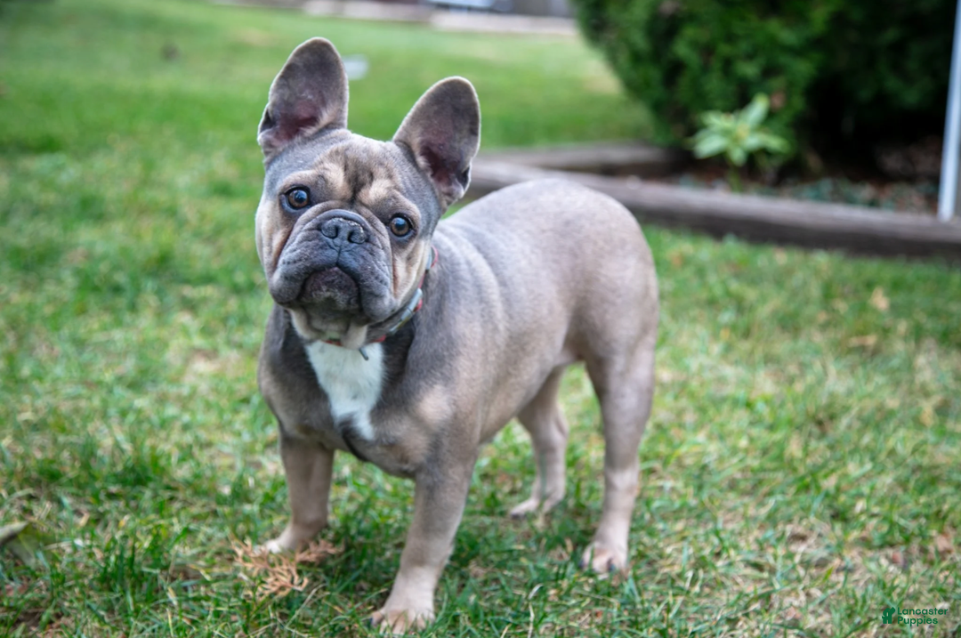 Bulldog Rescue French Bulldog Puppies $500 Under $500 French