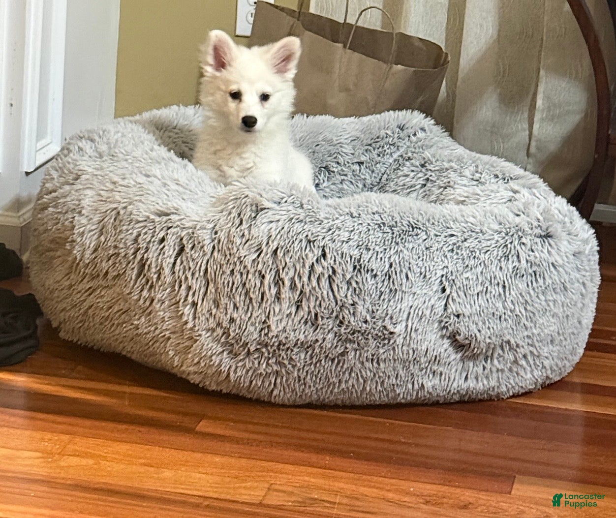 American Eskimo dogs American Eskimo 1 - Ad 7