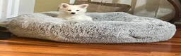 American Eskimo dogs for sale: American Eskimo 1 - Ad 1