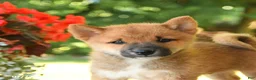 Shiba Inu dogs for sale: Kevin - Ad 4