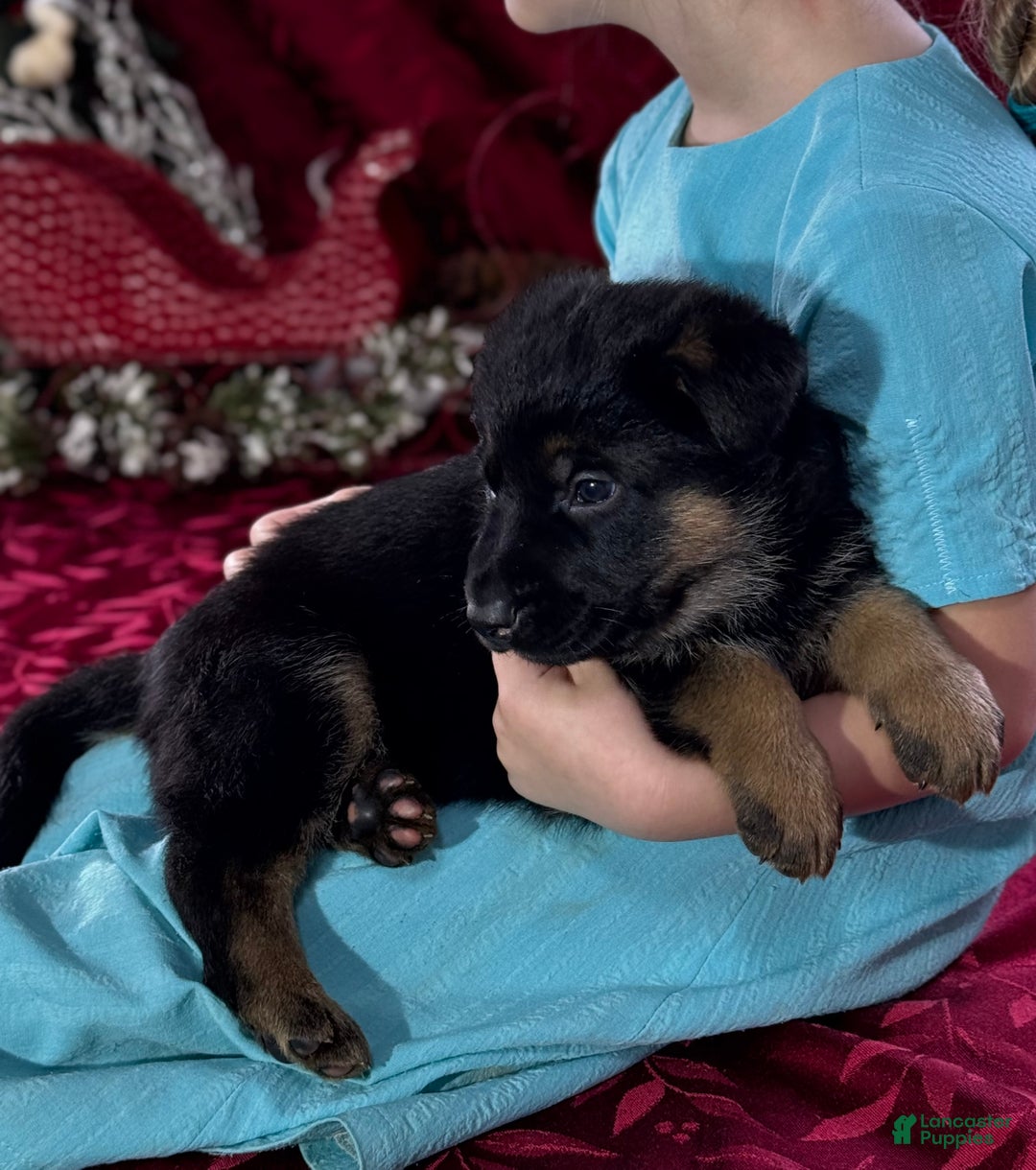 German Shepherd dogs for sale: Diego - Ad 9