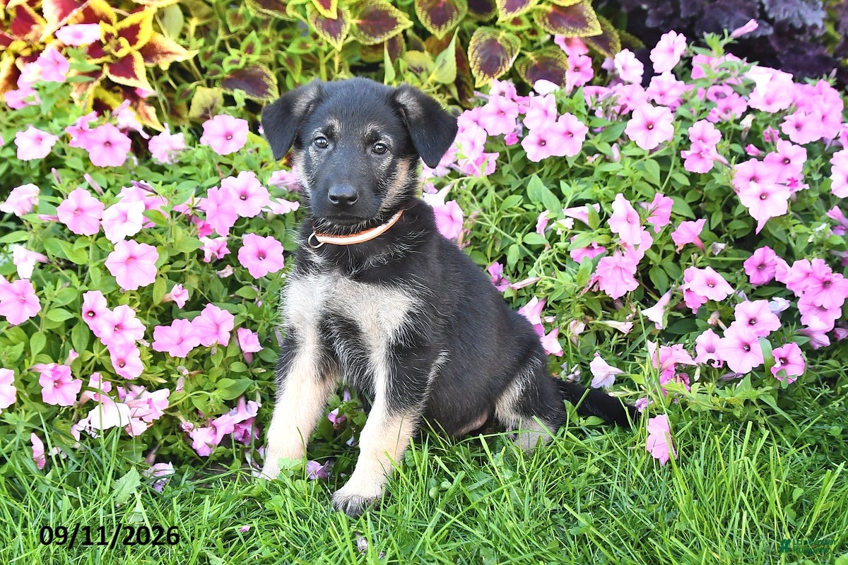 German Shepherd dogs for sale: Taylor - Ad 2