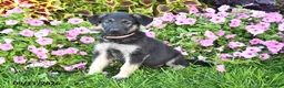 German Shepherd dogs for sale: Taylor - Ad 1