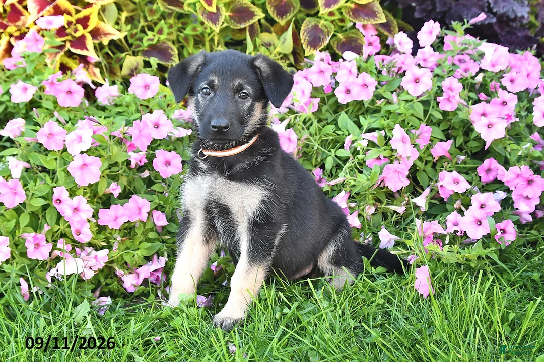 German Shepherd dogs for sale: Taylor - Ad 1