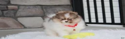 Pomeranian dogs for sale: Bentley AKC - Ad 23