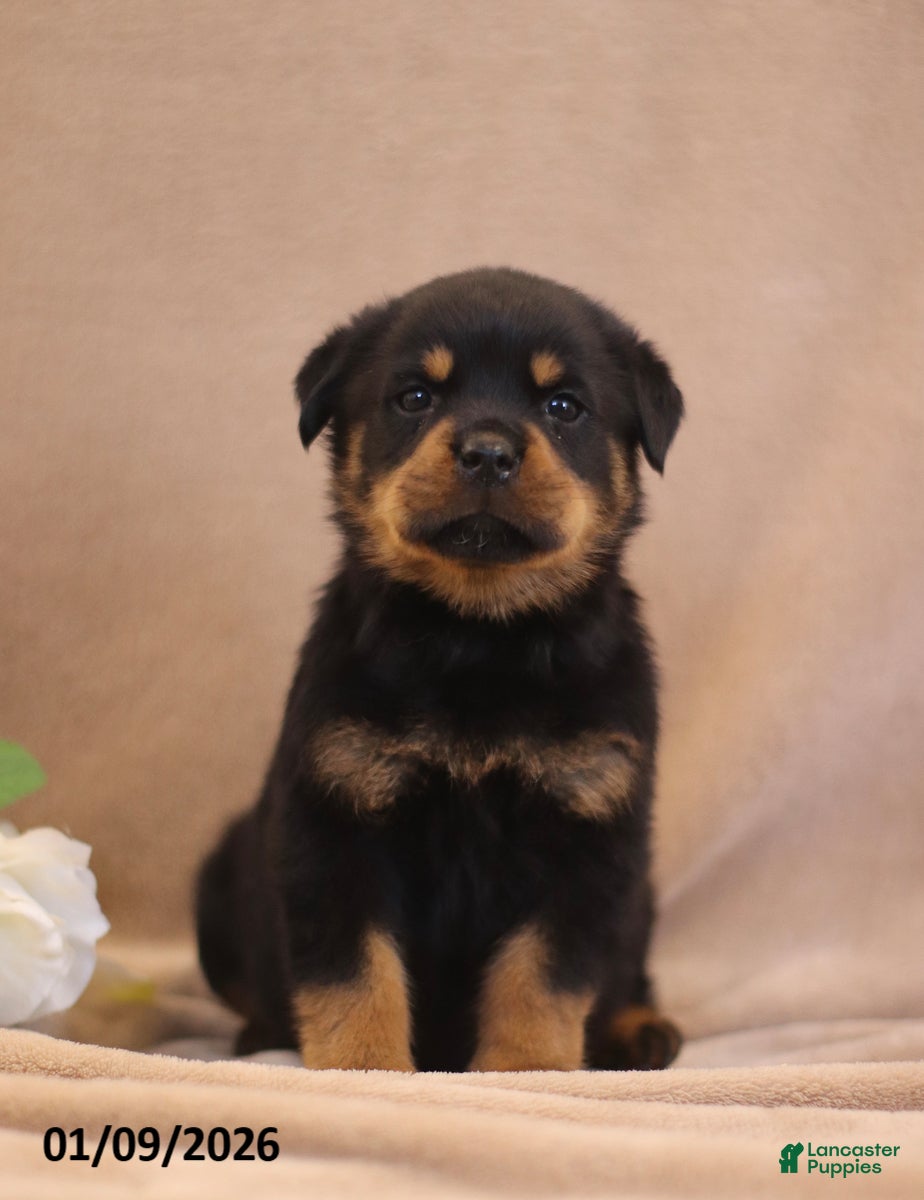 Rottweiler dogs Terra  - Ad 21