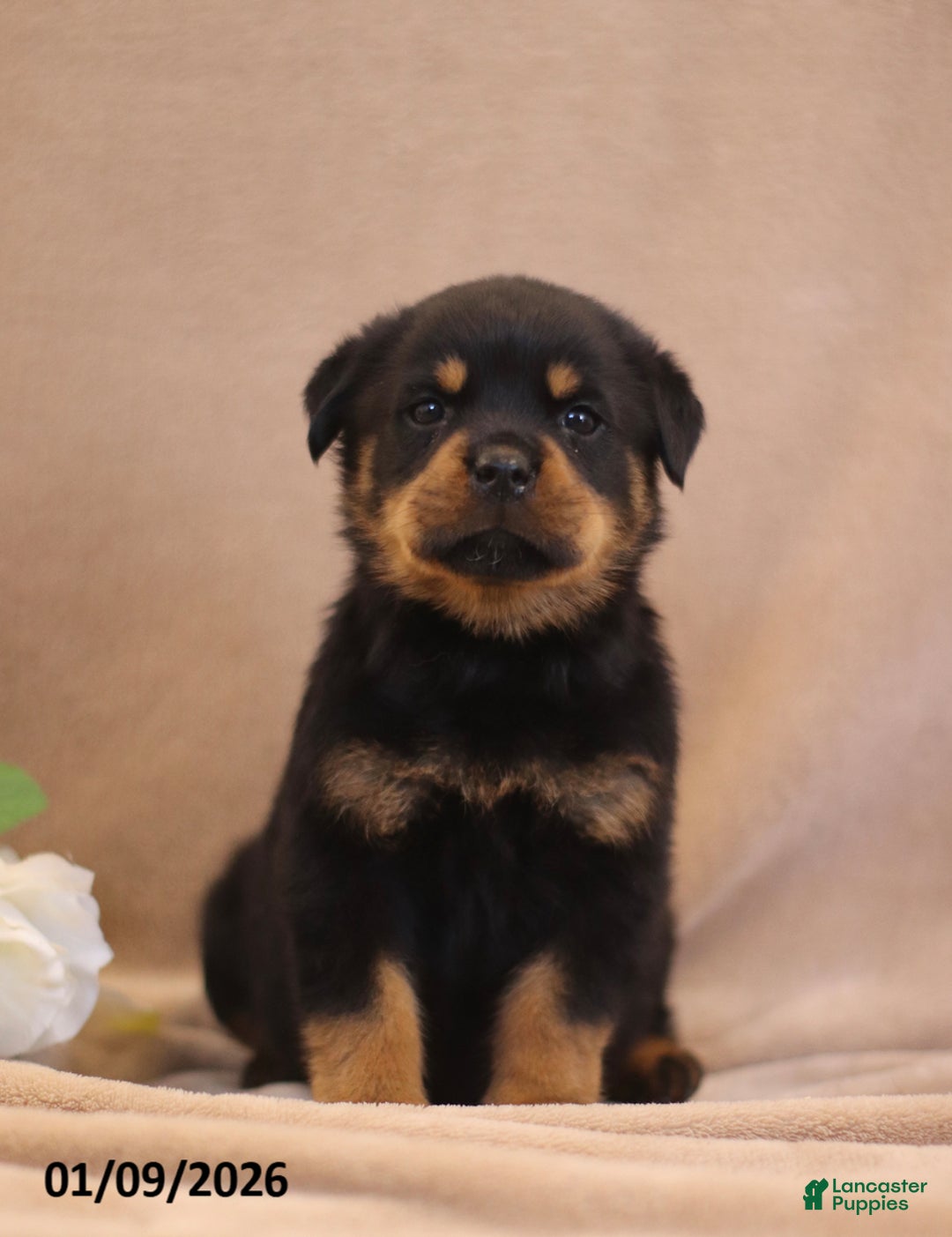 Rottweiler dogs for sale: Terra  - Ad 1