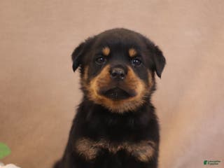 Rottweiler dogs Terra - Ad 26