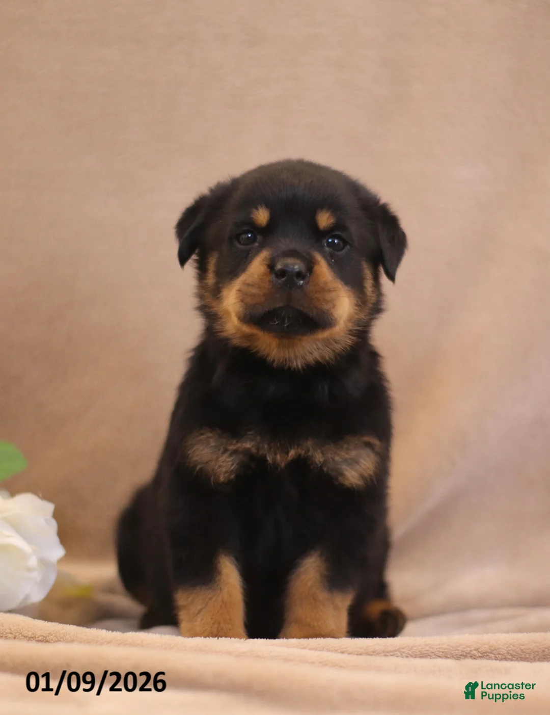 Rottweiler dogs for sale: Terra  - Ad 1