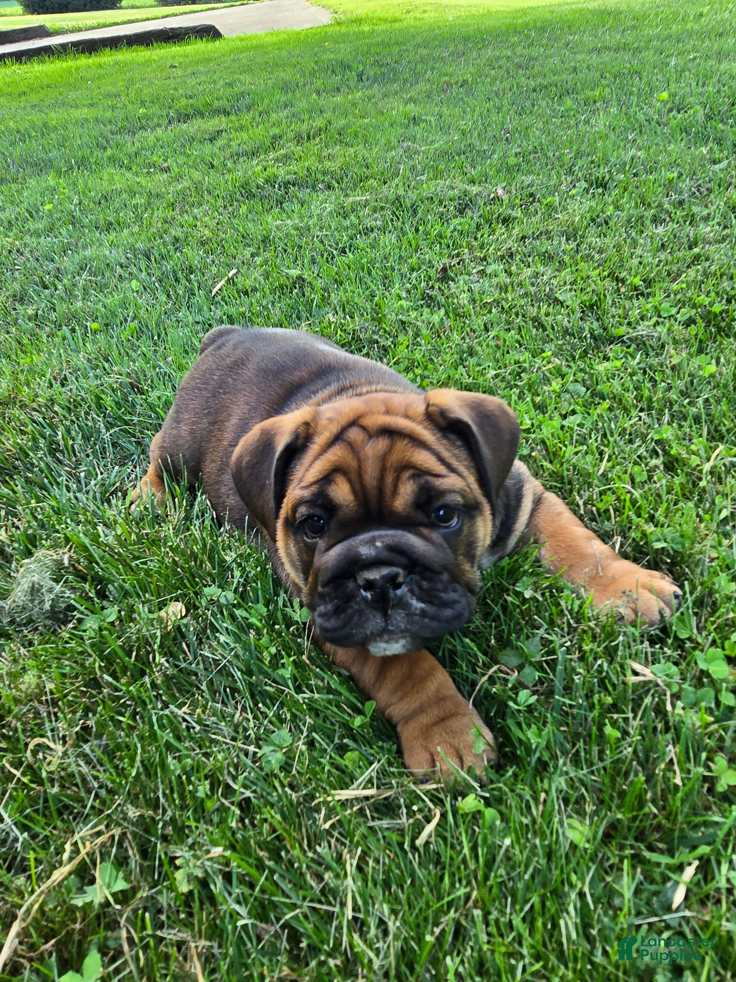 English Bulldog dogs Olive - Ad 2