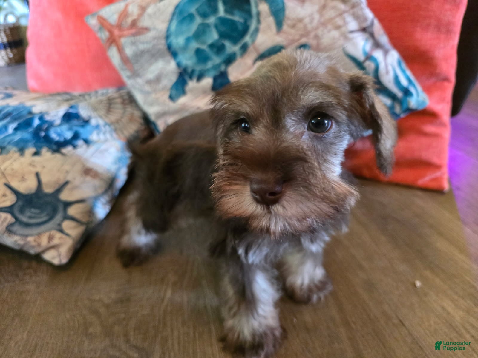 Miniature Schnauzer dogs Pamela - Ad 1